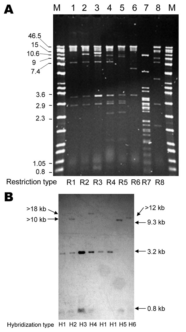 Representative PstI restriction profiles (A) and blaCMY-2 Southern hybridization (B) of plasmids from Escherichia coli DH10B transformants of CMY-2–producing Salmonella spp. clinical isolates. Lane M, Raoul molecular mass marker (Qbiogene, Illkirch, France). Lane 1, DH10B/00-7490; lane 2, DH10B/03-3349; lane 3, DH10B/03-3367; lane 4, DH10B/00-3525; lane 5, DH10B/00-4165; lane 6, DH10B/03-9969; lane 7, DH10B/03-9243; lane 8, DH10B/02-2049. Values on the left of panel A are in kb. Restriction and hybridization profiles are indicated. The gel is focused on the resolution of high molecular mass bands; smaller bands (in particular, the 0.8-kb band) are not well visualized.