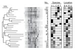 Thumbnail of Dendrogram of genetic relatedness among 23 major clades of Escherichia coli from humans, domestic animals, and primates in 4 locations in and near Kibale National Park, western Uganda, derived from Rep-PCR genotypes. Major clades were identified from the full tree of 791 isolates by using the “cluster cutoff method” available in the computer program BioNumerics, version 4.0 (Applied Maths, Inc., Austin, TX, USA), which optimizes point-bisectional correlation across a range of cutoff similarity values to identify the most relevant clusters. A single representative bacterial genotype from each major clade is shown, and numbers of isolates falling within that clade are given (no.). Boxes indicate the host species and locations from which isolates in each clade were recovered and are shaded in proportion to the percentage of isolates in the clade from that species or location (0%, white; 100%, black). Species: H, human; L, livestock (cattle or goats); C, black-and-white colobus; R, red colobus; T, red-tailed guenon. Location: B, Bugembe fragment; K, Kiko 1 fragment; R, Rurama fragment; U, undisturbed locations within Kibale National Park. The dendrogram was drawn by using the neighbor-joining method (37) from a distance matrix generated from electrophoretic data that used optimized analytical parameters (30).