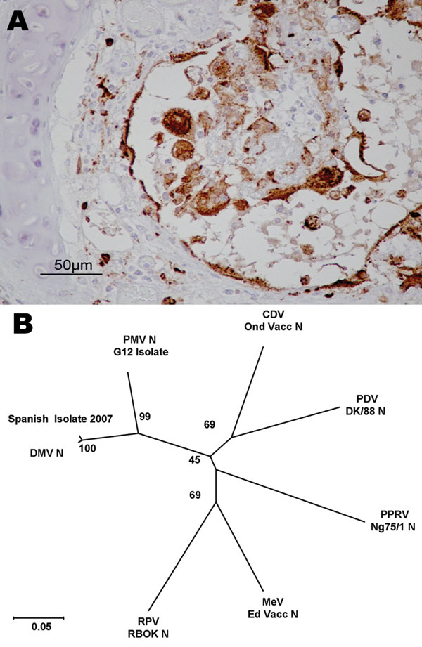 Evidence concerning the identity of the morbillivirus infecting Mediterranean striped dolphins in 2007. A) Immunohistologic staining of lung tissue with a MoAb anti CDV-NP, counterstained with hematoxylin. Epithelial bronchiolar cells and cells in the bronchiolar lumen are positively stained. B) Phylogenetic analysis of the N1/N2 region of the morbillivirus N genes. The number indicated at each node represents the bootstrap value after 10,000 replicates. The evolutionary distances were computed with the Kimura 2-parameter method and are in the units of the number of base substitutions per site. The tree is drawn to scale, with branch lengths in the same units as those of the evolutionary distances used to infer the phylogenetic tree. Details of each isolate used for this study and accession numbers for each of the sequences are as follows: DMV 2007 isolate (EU124652), PMV G12 isolate (AY949833), PPRV Nigeria/75/1 Vaccine (X74443), PDV DK/88 strain (X75717), RPV RBOK vaccine strain (Z30697), DMV isolate (AJ608288), CDV Onderstepoort vaccine strain (AF305419), and MV Edmonston vaccine strain (AF266288). DMV, dolphin morbillivirus; PMV, porpoise morbillivirus; PPRV, peste des petits ruminants virus; PDV, phocine distemper virus; RPV RBOK, rinderpest virus RBOK strain; CDV, canine distemper virus; MV, measles virus.