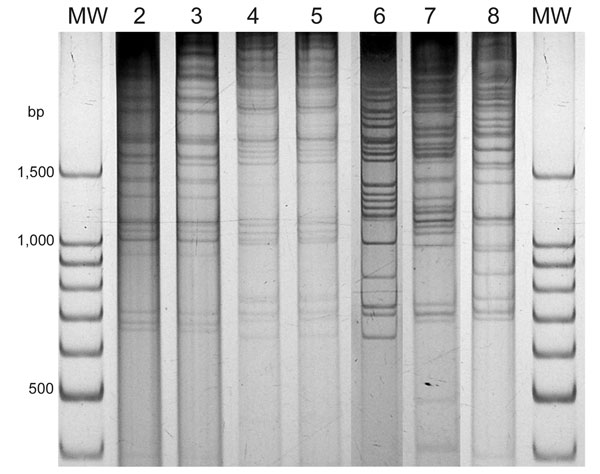 Direct genome restriction enzyme analysis with NaeI of Vibrio parahaemolyticus isolates from shellfish collected in Puerto Montt, Chile, summer, 2007. Gel shows representative strains for every observed pattern. Patterns of groups observed in previous years are next to the type isolate of that group. Lanes MW, 100-bp size ladder; lane 2, PMA4.7; lane 3, 34.6; lane 4, PMA9.7; lane 5, 118; lane 6, PMA1.7; lane 7, PMA11.7; lane 8, PMA21.7.