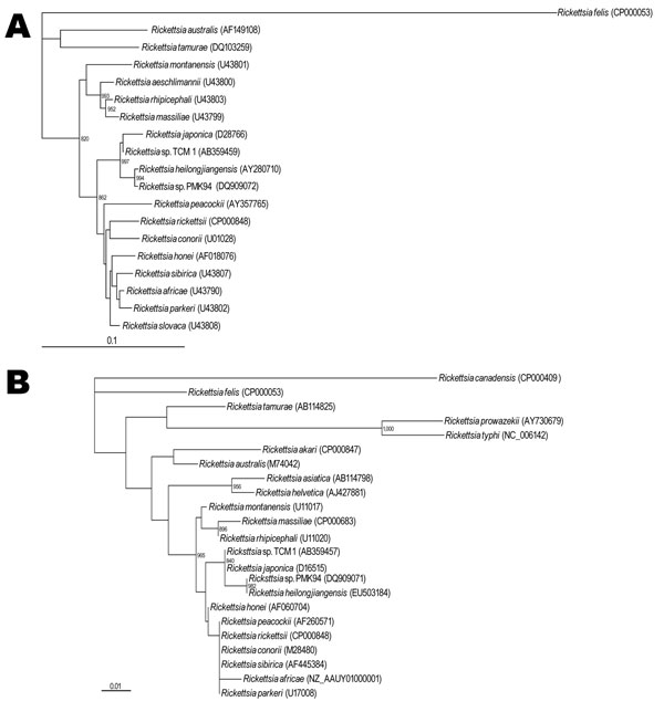 Phylogenetic analysis based on ompA gene (A) and rickettsial genus–specific 17-kDa antigen gene (B). Sequences were aligned by using the ClustalW software package (http://clustalw.ddbj.nig.ac.jp/top-j.html), and neighbor-joining phylogenetic tree construction and bootstrap analysis were conducted according to the Kimura 2-parameter method (www.ddbj.nig.ac.jp). Pairwise alignments were performed with an open-gap penalty of 10, a gap extension penalty of 0.5, and a gap distance of 8. Multiple alig