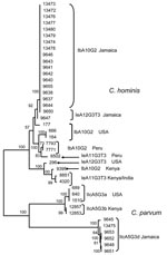 Thumbnail of Relationships among Cryptosporidium hominis and C. parvum multilocus sequence subtypes at 5 genetic loci. Parasite population from Jamaica was compared with that from other regions by neighbor-joining analysis of concatenated sequence of 5 genetic loci, by using GP60 subtype identification in specimen selection. The Kimura 2-parameter model was used in the distance calculations. The sequences reported in this paper are available in the GenBank database under accession nos. EU141710–EU141727.