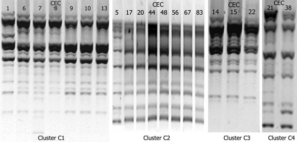 Results of repetitive extragenic palindromic–PCR of Escherichia coli isolates belonging to the 4 clusters, Cambodia, 2004–2005. CEC, Cambodian E. coli.