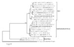 Thumbnail of Phylogenetic relationships of chikungunya virus (CHIKV) isolates from 2 imported cases in Taiwan. The tree was constructed by the neighbor-joining method using partial nucleotide sequences of envelope protein 1 (E1) gene (255 bp) of 23 CHIKV strains. O’nyong-nyong (ONN) virus sequence was used as the outgroup virus. Bootstrap support values &gt;75 are shown. The 2 imported CHIKV strains in Taiwan are designated by boldface type. Viruses were identified by using the nomenclature of v