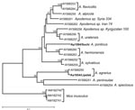 Thumbnail of Phylogenetic analysis of D-loop sequences of the animal sources of the viruses Sochi/Ap and Lipetsk/Aa (in boldface): Apodemus ponticus from the Sochi region (Ap1584/Sochi; EU188455) and A. agrarius from Lipetsk region (Aa1854/Lipetsk; EU188456). Sequences of other Apodemus spp. were obtained from GenBank; accession numbers are indicated at the branch tips. The neighbor-joining tree was constructed by using the Tamura-Nei (TN93) evolutionary model. Values above the tree branches represent the bootstrap values calculated from 10,000 replicates. The scale bar indicates an evolutionary distance of 0.1 substitutions per position in the sequence.