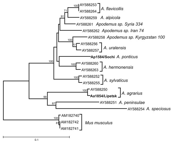 Phylogenetic analysis of D-loop sequences of the animal sources of the viruses Sochi/Ap and Lipetsk/Aa (in boldface): Apodemus ponticus from the Sochi region (Ap1584/Sochi; EU188455) and A. agrarius from Lipetsk region (Aa1854/Lipetsk; EU188456). Sequences of other Apodemus spp. were obtained from GenBank; accession numbers are indicated at the branch tips. The neighbor-joining tree was constructed by using the Tamura-Nei (TN93) evolutionary model. Values above the tree branches represent the bootstrap values calculated from 10,000 replicates. The scale bar indicates an evolutionary distance of 0.1 substitutions per position in the sequence.