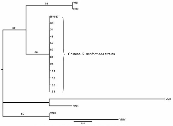 The phylogenetic tree for maximum parsimony analysis composed on the basis of the M13-PCR pattern of 12 Chinese Cryptococcus neoformans strains. Numbers above the branches represent bootstrap support percentages based on 500 replicates. The scale bar represents the inferred number of steps along a branch of the tree.