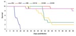 Thumbnail of Virulence in mice. Mice were intranasally infected with 5 × 107 yeast cells from the 3 Chinese Cryptococcus neoformans strains, CHC114, CHC193, and CHC 186, and compared with H99 and the reference strains VNI and VNII for survival.