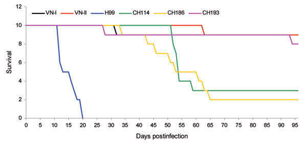 Virulence in mice. Mice were intranasally infected with 5 × 107 yeast cells from the 3 Chinese Cryptococcus neoformans strains, CHC114, CHC193, and CHC 186, and compared with H99 and the reference strains VNI and VNII for survival.