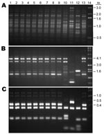 Thumbnail of Comparison of the PCR patterns of 9 Chinese Cryptococcus gattii isolates with reference C. gattii strains. A) M13, B) (GACA)4, C) URA5. Lanes: 1–9, Chinese strains; 10, VGIV; 11, VGIII; 12, VGII; 13, VGI; 14, marker. 