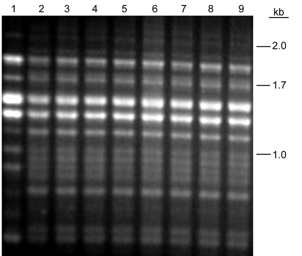 M13-PCR fingerprint pattern of the 7 strains in the M5 cluster (lanes 5-9), a Chinese strain (CHC123, lane 2), and VNI (lane 1).