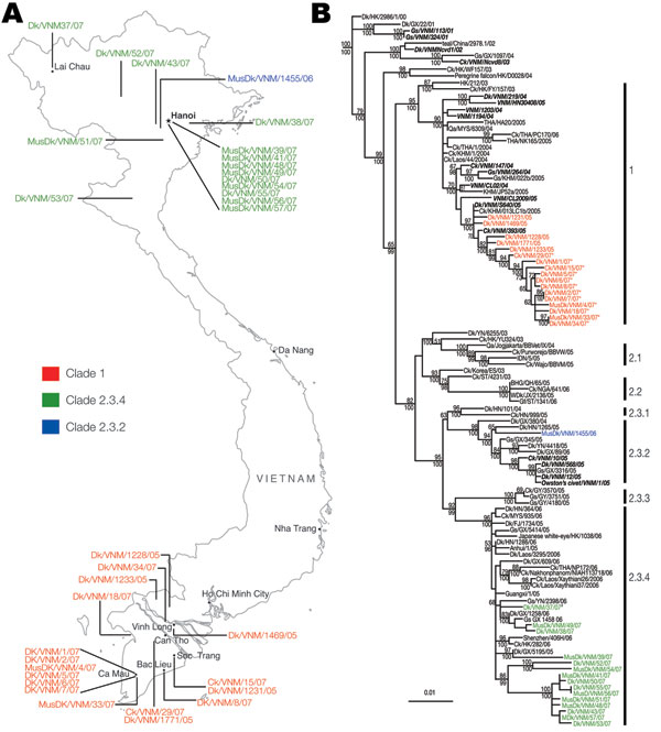 A) Map of Vietnam showing the location of influenza A virus (H5N1) isolation from 2006 to 2007. B) Phylogenetic relationship of the hemagglutinin (HA) gene of influenza A viruses isolated in Vietnam during 2005–2007. Numbers above and below branches indicate neighbor-joining and Bayesian posterior probabilities, respectively. Analyses were based on nt 1–963 of the HA gene. The HA tree was rooted to swan/Hokkaido/51/96. Numbers to the right of the figure refer to World Health Organization influenza (H5N1) clade designations (Table). Virus names described in this study are shown in colored text; previously described Vietnam isolates are shown in bold italic text. *Denotes viruses with the Ser-123-Pro substitution in the HA. #Denotes a clade 2.3.4 and clade 1 reassortant virus. Scale bar, 0.01 substitutions per site. BHG, bar-headed goose; Ck, chicken; Dk, duck; FJ, Fujian; Gs, goose; GX, Guangxi; GY, Guiyang; HK, Hong Kong Special Administrative Region, People’s Republic of China; HN, Hunan; JX, Jiangxi; IDN, Indonesia; KHM, Cambodia; MusDk, muscovy duck; MYS, Malaysia; NGA, Nigeria; Qa, Quail; ST, Shantou; THA, Thailand; VNM, Vietnam; WDk, wild duck; YN, Yunnan.