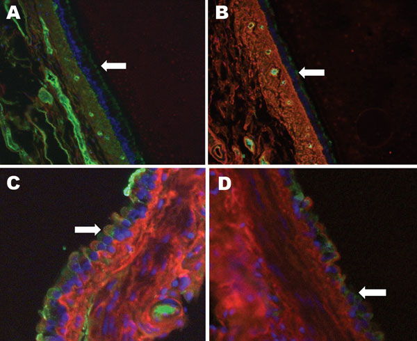 Raccoon respiratory tissues stained with lectins specific for sialic acids (SAs) with α2,6- and α2,3-linkages. A) Upper trachea; B) lower trachea; C) bronchus; D) bronchiole. Arrows indicate endothelial lining of the tissues indicated. Green staining shows a reaction with fluorescein isothiocyanate–labeled Sambucus nigra lectin, which indicates SAs linked to galactose by an α2,6-linkage (SAα2,6Gal). Red staining shows a reaction with biotinylated Maackia amurensis lectin (detected with Alexa Flu