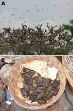 Thumbnail of A) Density of a typical Eidolon helvum roost in the Accra colony. B) E. helvum as bushmeat in an Accra market.