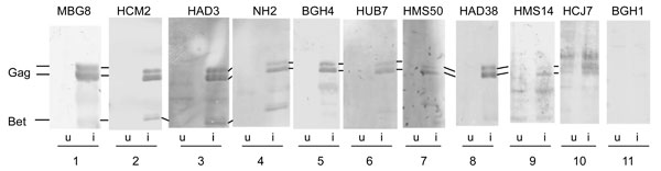 Figure 1&nbsp;-&nbsp;Western blot assays using human serum. Dilutions of human serum (lanes 2–11) or a foamy virus–-positive Macaca mulatta MBG8 (lane 1) were used to probe filter strips containing equal amounts of lysates from simian foamy virus–infected cells (from M. fascicularis; i lanes) or noninfected cells (u lanes). Individual strips were developed by using TMB reagent (3,3′,5,5′-tetramethylbenzidine; Promega, Madison, WI, USA). The positions of the viral proteins Gag and Bet are indicat