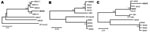 Thumbnail of Figure 2&nbsp;-&nbsp;Phylogenetic trees of simian foamy virus (SFV) sequences derived from 3 persons. Human-derived SFV sequences (shown in boldface) were compared with those obtained from macaques of the group with which the person had been in contact and to SFV from other macaques of the same species but different geographic origin. Neighbor-joining trees A and B used gag PCR primers (1,124 bp), and C used pol PCR primers (445 bp). A) SFV gag–derived from BGH4 DNA clusters more cl