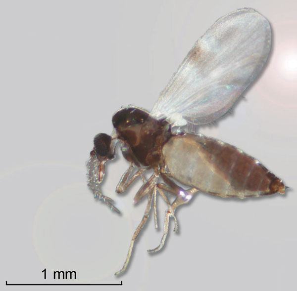 A gravid female Culicoides dewulfi collected from a location near bluetongue outbreaks in Belgium in 2006 (Photograph: Reginald De Deken and Maxime Madder, Institute of Tropical Medicine, Antwerp, Belgium).