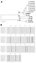 Thumbnail of A) Phylogenetic analysis of human metapneumovirus (hMPV) strains isolated during an 11-month period based on nucleotide sequences of the G gene. Multiple nucleotide sequence alignments were performed by using the ClustalW program (www.molecularevolution.org/cdc/software/clustalw); a phylogenetic tree was constructed with MEGA 3.1 software (www.megasoftware.net) by using the neighbor-joining algorithm with Kimura-2 parameters. The analysis included the following hMPV reference strains: Can98/75 (GenBank accession no. AY485245), NL1/94 (AY304362), NL1/99 (AY304361), NL1/00 (AF371337), NL17/00 (AY304360), and Can97/83 (AY485253). Scale bar indicates 1 substitution for every 10 nucleic acid residues. Boldface indicates reference isolates. B) Comparison of the partial amino acid sequences (residues 26–236) of the G protein of hMPV isolates recovered during an 11-month period from an immunocompromised child. Asterisks denote identical residues; shaded boxes highlight different amino acids between the hMPV variant of November 4, 2005, and the subsequent variants from January 20, 2006, to October 4, 2006.