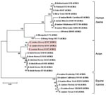 Thumbnail of Phylogenetic relationship among hemagglutinin genes of canine influenza virus isolates. Tree of hemagglutinin genes from representative isolates from dog, human, bird, pig, and horse. Scale bar represents a difference of 5%. Red boxes indicate strains isolated in this study.