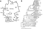 Thumbnail of A) Map of Germany showing origins of viral sequences from the 2007 outbreak. H, sequences of human origin; M, sequences of rodent origin (Myodes glareolus). Dotted circles mark the outbreak regions characterized by particular virus sequence clusters; SJ, Swabian Jura; BF, Bavarian Forest; SF, Spessart Forest; ML, Munsterland. B) Neighbor-joining phylogenetic tree (TN93 evolutionary model) of European Puumala virus (PUUV) strains based on partial sequences of the S segment (557 nt, position 385–941). Bootstrap values &gt;70%, calculated from 10,000 replicates, are shown at the tree branches. PUUV-like sequences from Japan (JPN) were used as an outgroup. Sequences taken from GenBank are indicated by their accession numbers. New sequences from this study are given in boldface. Accession numbers of new sequences are H101, EU266757; H233, EU266758; H99, EU266759; M42, EU085563; M50, EU085565 ; H145, EU266760; H85, EU266761; M4, EU266762; H81, EU266763; H232, EU266764; H231, EU266765; M13, EU085558; H72, EU266766; H290, EU266767; M104, EU246963; H127, EU266768; M837, EU266769; H208, EU266770; H303, EU266771; H68, EU266772. For clarity, previously characterized PUUV clades from other parts of Europe are shown in simplified form. However, the complete dataset of PUUV sequences as presented by Schilling et al. (6) was used to calculate the tree. Previously defined lineages are indicated by abbreviated names: AUT, Austrian; BAL, Balkan; BALT, Baltic; DAN, Danish; FIN, Finnish; NSCA, North Scandinavian; OMSK, Russian from Omsk region; RUS, Russian; SSCA, South Scandinavian. Scale bar indicates an evolutionary distance of 0.1 substitutions per position.
