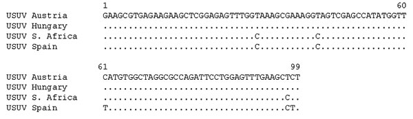 Comparison at nucleotide level of sequenced fragment among related Usutu virus (USUV). Dot indicates coincident nucleotide. The partial nucleotide sequence of detected Spanish USUV has been deposited in the GenBank database under accession no. AM909649. S. Africa, South Africa.