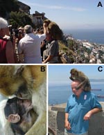 Thumbnail of A) Each year &gt;700,000 tourists visit Gibraltar's Upper Rock Reserve, contributing millions of dollars to the local economy. B) Tourists find Gibraltar' macaques compelling. C) Tour guides use food to entice macaques to perch on visitors, potentially exposing the visitors’ mucous membranes to macaque body fluids, a potential route for cross-species transmission of enzootic macaque viruses.