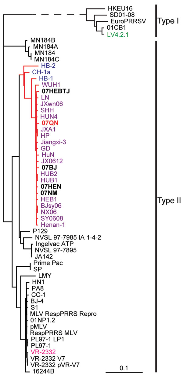 Whole genome–based phylogenetic relationship of porcine respiratory and reproductive syndrome viruses (PRRSVs) LV4.2.1, the prototype of type I (European PRRSV) (shown in green), and VR2332, the standard strain of type II (North American PRRSV) (shown in pink). Three Chinese isolates reported before 2006 (HB-1, HB-2, and CH-1a) are shown in blue. Chinese 2006 PRRSV isolates are shown in purple. Chinese 2007 isolates are shown in black boldface, and a representative of 2007 Vietnamese strains (07QN) is shown in red boldface. The 2007 Vietnamese and Chinese PRRSV isolates are classified into the same subclade of type II, as are all the 2006 Chinese PRRSV strains.