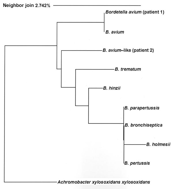 16S rRNA dendrogram. Phylogenetic tree of relationships among Bordetella spp. inferred on the basis of aligned 16S rRNA gene sequences from type strains (first 500 bp); a neighbor-joining algorithm with Achromobacter xylosoxidans xylosoxidans is used as an outgroup. B. avium, ATCC35086; B. bronchiseptica, ATCC19395; B. hinzii, ATCC51783; B. holmseii, ATCC51541; B. parapertussis, ATCC15311; B. pertussis, ATCC9340; B. trematum, DSM11334. Scale bar indicates percentage genetic distance.
