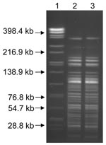 Thumbnail of AscI pulsed-field gel electrophoresis patterns for the Yersinia pestis isolates recovered from soil (lane 3) and the mountain lion (lane 2). Lane 1, Salmonella enterica serotype Braenderup standard.