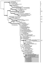 Thumbnail of Phylogenetic relationships of the hemagglutinin (HA) gene of influenza virus (H5N1) isolates from Kuwait in 2007. Numbers at nodes indicate neighbor-joining bootstraps &gt;60, and Bayesian posterior probabilities &gt;95% are indicated by thickened branches. Analyses were conducted with nucleotide positions 1–963 of the HA gene. The HA tree was rooted to Gs/Guangdong/1/1996. Labels to the right of the tree refer to World Health Organization (H5N1) clade designations (14). Ck, chicken; Dk, duck; Gs, goose, MDk, migratory duck; Qa, quail; Ty, turkey.