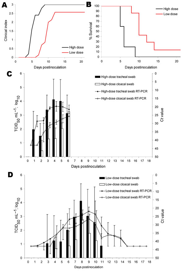 Figure 1&nbsp;-&nbsp;Clinical indices, mortality, and viral shedding of naive mute swans after inoculation with A/Cygnus cygnus/Germany/R65/2006 highly pathogenic influenza virus subtype H5N1. A) All animals were observed daily for up to 21 days for clinical signs and classified as healthy (0), ill (1), severely ill (2), or dead (3). A clinical index was calculated that represents the mean value of all naive swans per group for this period. B) Percentage survival of swans expressed as mean value