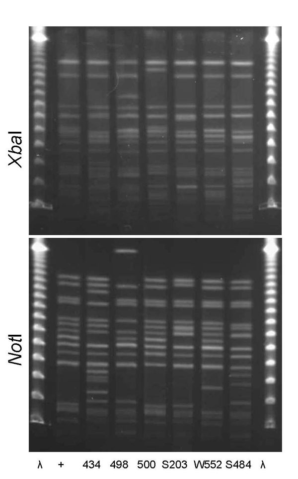 XbaI and NotI pulsed-field gel electrophoresis patterns for clonal group A Escherichia coli isolated from women with urinary tract infections in Montréal, Québec, Canada, 2006 (lanes 434 and 498) and Berkeley, California, USA, 1999–2001 (lanes 500, S203, W552, and S484). Antimicrobial drug resistance phenotypes and serogroups (O11, O17, O77, and O73) varied within and between the 2 study locations. First and last lanes, bacteriophage λ; lane +, positive control.