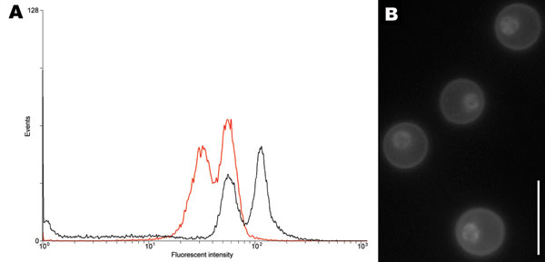 A) Determination of ploidy of the novel Cryptococcus neoformans × C. gattii serotype AB hybrid isolate CBS10496 by flow cytometry. The first peak corresponds to the G1 phase; the second peak corresponds to the G2 phase. Haploid reference strain CBS10510 is shown by the red line; CBS10496 is shown by the black line. The G1 peak of CBS10496 coincided with the G2 peak of strain CBS10510, which indicated that strain CBS10496 has approximately twice the amount of DNA than CBS10510. B) Nuclear staining of isolate CBS10496 with 4′,6-diamidino-2-phenylindole, showing that cells are monokaryotic. Scale bar = 10 μm.