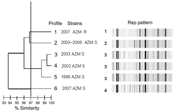 Repetitive sequence–based, PCR–generated dendrogram for 43 Shigella sonnei isolates obtained from sporadic or outbreak cases during 1996–2007 in the Paris area. Isolates with &gt;97% similarity were considered to be closely genetically related. Profile 1) representative of the 32 isolates of the 2007outbreak with azithromycin (MIC &gt;256 mg/L by Etest) . Profile 2) 1 of 6 isolates from sporadic cases (2003–2006) with azithromycin MIC &lt;16 mg/L. Profile 3) representative isolate Shi 03-3580 from 2003 outbreak with azithromycin MIC &lt;16 mg/L by Etest. Profile 4) representative isolate Shi 02-9633 from 2002 outbreak with azithromycin MIC &lt;16 mg/L by Etest. Profile 5) representative isolate Shi 96 1420 from 1996 outbreak with azithromycin MIC &lt;16 mg/L by Etest. Profile 6) isolate from 2007 with azithromycin MIC &lt;16 mg/L by Etest; another AZM S 2007 isolate had an identical profile. AZM, azithromycin; R, resistant; S, sensitive; Rep, repetitive sequence-based PCR.