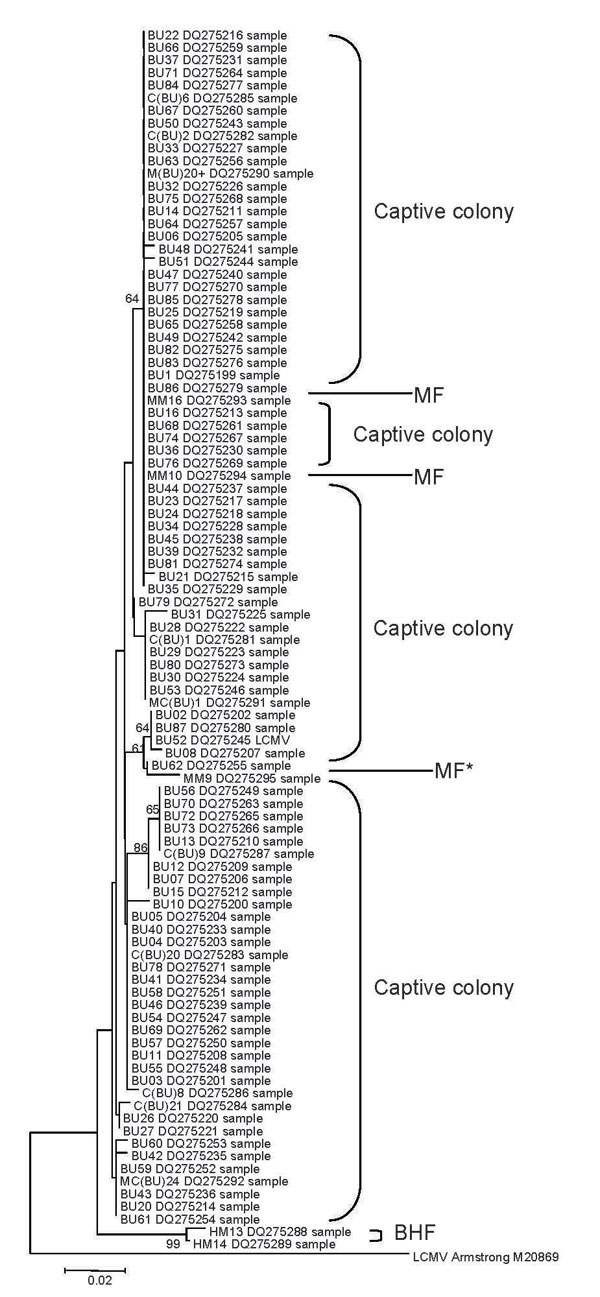Unrooted neighbor-joining tree using the p-distance model (1,000 replicates) for a section of the glycoprotein precursor gene gene, showing bootstrap values of &gt;60 for all sequences identified in this study (283 bp) and indicating site of origin. Captive colony, MF 2004, and BHF 2005 as in Table 1. MF* is from Apodemus sylvaticus, and all other sequences are from Mus musculus. Scale bar indicates number of substitutions per site.