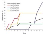 Thumbnail of Mortality rates for 60 Nile tilapia at all doses (black line) and 10 tilapia each challenged with a human Streptococcus agalactiae isolate (#510012): 102 (gray line), 103 (green line), 106 (red line), and 107 (blue line) CFU/fish. No deaths occurred at 104 and 105 CFU/fish or in tryptic soy broth controls.