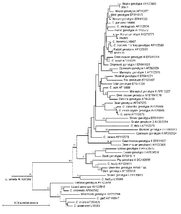 Phylogenetic relationships between 3 unusual Cryptosporidium genotypes and known Cryptosporidium species/genotypes as inferred by a neighbor-joining analysis of the small subunit rRNA gene. Evolutionary distances were calculated by the Kimura 2-parameter model with Eimeria tenella as an outgroup. Bootstrapping values &gt;50% from 1,000 pseudoreplicates are shown at branches.