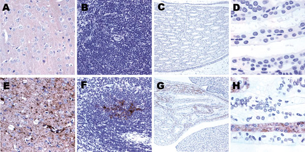 Immunostaining for prion protein (PrP) in control and scrapie-infected hamsters. Deposition of disease-associated PrP is lacking in the brain (A), spleen (B), and kidneys (C,D) of control hamsters. Fine synaptic and plaque-like PrP immunoreactivity in the frontal cortex (E), granular immunoreactivity in the germinal center of spleen (F) and in the collecting tubules of kidneys (G,H) in a representative scrapie-infected animal. Original magnification ×200 for panels A, B, D, E, F, and H and ×40 for panels C and G.