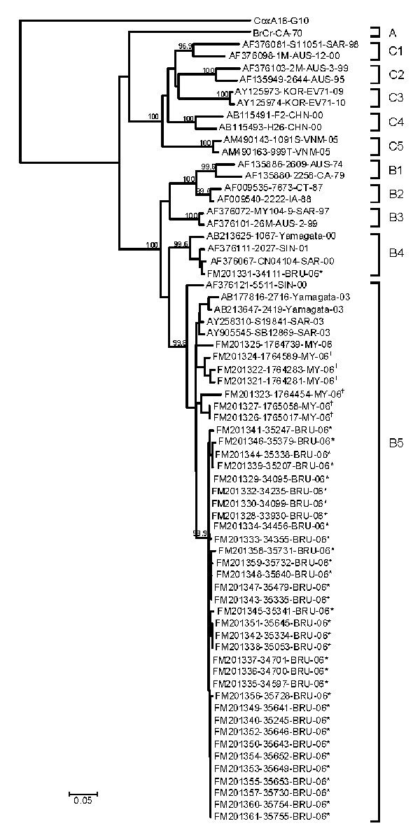 Phylogenetic relationships of enterovirus 71 partial viral protein (VP1) gene sequences. The prototype coxsackievirus A16 (CoxA16-G10) was used as the outgroup virus. The phylogenetic tree shown was constructed by using the neighbor-joining method. Bootstrap values (&gt;95%) are shown as percentages derived from 1,000 samplings at the nodes of the tree. Scale bar denotes number of nucleotide substitutions per site along the branches. Isolates from this study are indicated by * (Brunei) and † (Pe