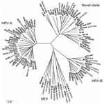 Thumbnail of Phylogenetic analysis of VP4/2 coding region of viruses identified in association with acute respiratory illness (ARI) in South Africa, Côte d’Ivoire, Nepal, India, Western Australia, Denmark, and Spain (sequences deposited in GenBank under accession nos. EU697825–83). Phylogeny of VP4/2 nucleotide sequence (401 nt) was reconstructed by neighbor-joining analysis applying a Jukes-Cantor model; the scale bar indicates nucleotide substitutions per site. Included for reference are sequences belonging to the novel genotype identified in New York State (NY-003, –028, –041, –042, –060, and –074 [8]), similar viruses reported recently (QPM [11]; NAT01 and NAT045 [12]; and 024, 025, 026 [13]), and selected human rhinovirus A (HRV-A) serotypes (GenBank accession numbers for reference sequences are indicated in parentheses); HRV-B serotypes; human enterovirus C (HEV-C) viruses human coxsackievirus A1 and A24 (CV-A1, and CV-A24, respectively); human poliovirus 2 (PV-2); HEV-B viruses human echovirus 5 (E-5), human coxsackievirus B3 (CV-B3), and swine vesicular disease virus (CV-B5); HEV-D viruses human enterovirus 68 and 70 (EV-68, EV-70); porcine enterovirus B virus porcine enterovirus 9 (PEV-9); and HEV-A viruses human coxsackievirus A16 (CV-A16) and human enterovirus 71 (EV-71). SA, South Africa; IC, Côte d’Ivoire; HC, Nepal; IN, India; AUS, Australia; DK, Denmark; SO, Spain.