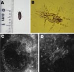 Thumbnail of Organisms involved in transmission of Pyemotes ventricosus dermatitis. A) Common furniture beetle (Anobium punctatum) (5 × 2 mm). B) Nongravid female P. ventricosus mite (210 × 40 μm). C) Confocal laser scanning microscopy (CLSM) image (CLSM Vivascope 1500 microscope; Lucid Inc., Rochester, NY, USA) of a P. ventricosus mite (210 × 40 μm) in its microvesicle. D) Higher magnification of the microvesicle in panel C (light area in the center) (magnification ×4).