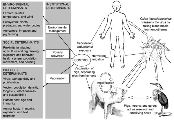 Contextual determinants and transmission of Japanese encephalitis.