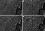 Thumbnail of Satellite view of progressive spread of disseminated leishmaniasis in Corte de Pedra, Brazil, 1993–2002. Cumulative distributions of cases within affected areas are indicated by white circles. A) 1993, B) 1993–1996, C) 1993–1999, D) 1993–2002. The vertical line divides the region into inner (left) and coastal (right) areas of similar size.