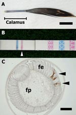 Thumbnail of A) Developing contour feather. The calamus was used for examination (bar = 1 cm). B) Result of the rapid test with feathers. A pink line (arrowhead) indicates a positive result for influenza A virus. C) Immunohistochemical stain of a biopsied feather composed of feather epidermis (fe) and feather pulp (fp). Influenza virus nucleoprotein was detected in the fe epidermal cells (arrowheads) (bar = 200  m).