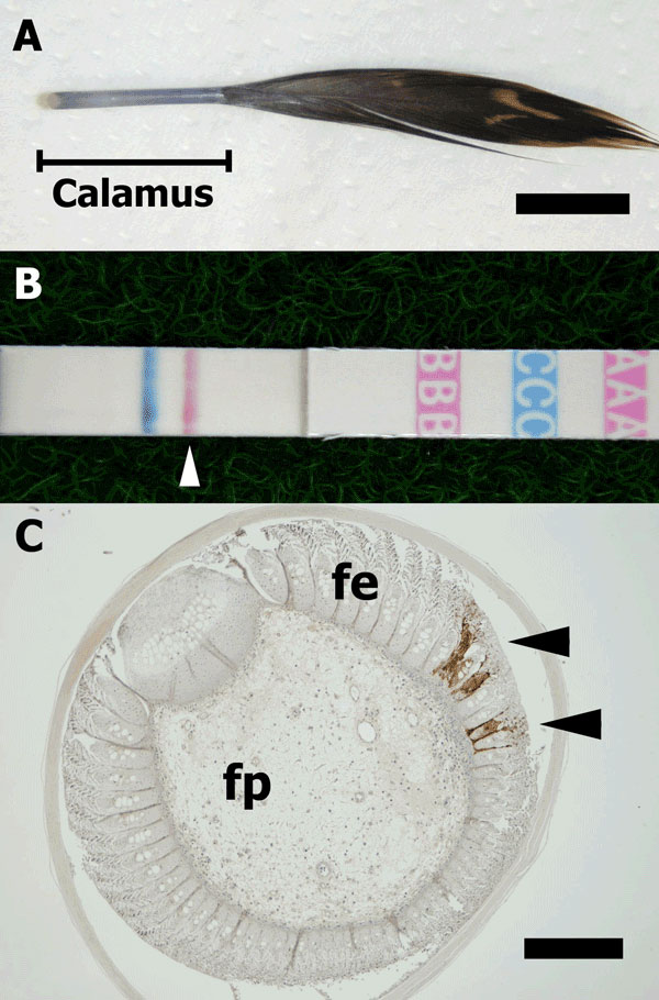 A) Developing contour feather. The calamus was used for examination (bar = 1 cm). B) Result of the rapid test with feathers. A pink line (arrowhead) indicates a positive result for influenza A virus. C) Immunohistochemical stain of a biopsied feather composed of feather epidermis (fe) and feather pulp (fp). Influenza virus nucleoprotein was detected in the fe epidermal cells (arrowheads) (bar = 200  m).