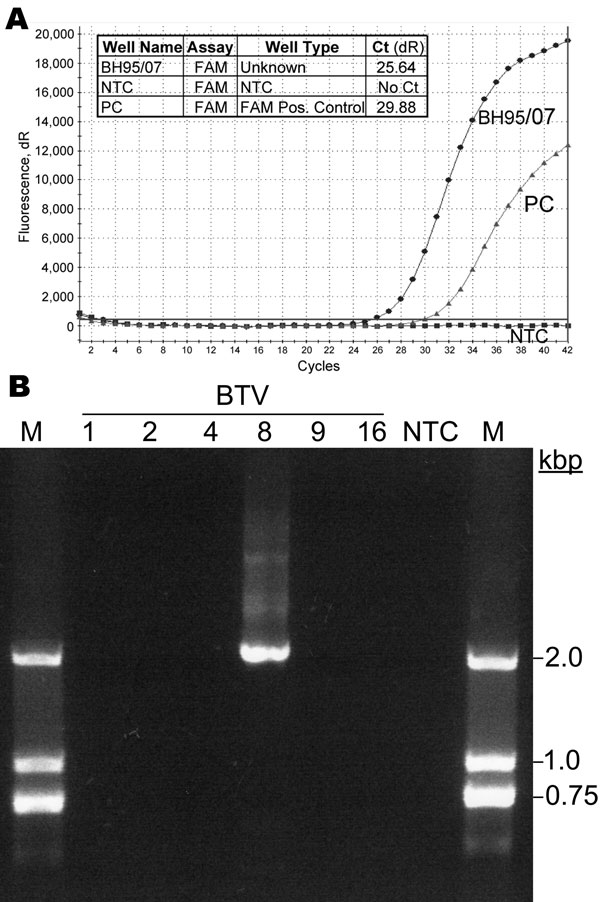 A) Bluetongue virus (BTV) serotype 8 genome in a field sample collected May 3, 2007 (BH95/07), detected by using real-time reverse transcription–PCR with a 6-carboxy fluorescein-labeled probe (FAM). The magnitudes of the fluorescence signals per PCR cycle are shown for the sample (Unknown), the no-template control (NTC), and the positive control (PC). Ct, cycle threshold. B) Confirmation of serotype 8 for the isolated virus by serotype-specific PCR and agarose gel analysis. Additionally tested serotypes (BTV 1, 2, 4, 9, 16) were negative. A DNA ladder was used as marker (M).