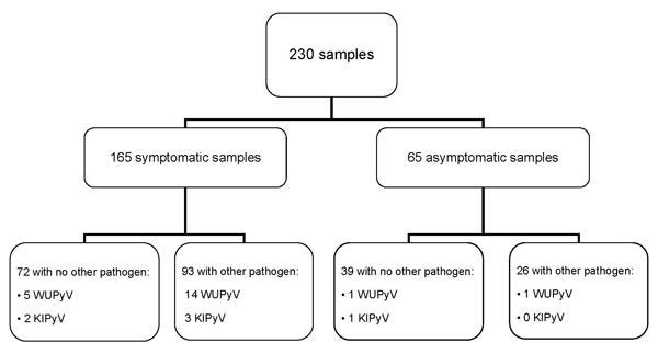 Flow chart of the respiratory samples taken in the study. Samples were collected during November 2004–April 2005, throughout the Netherlands. Samples were taken during symptomatic and asymptomatic episodes. Results show WU polyomavirus (WUPyV )and KI polyomavirus (KIPyV) detections in samples simultaneously negative for other respiratory pathogens and in samples in which &gt;1 other respiratory pathogen(s) were detected.