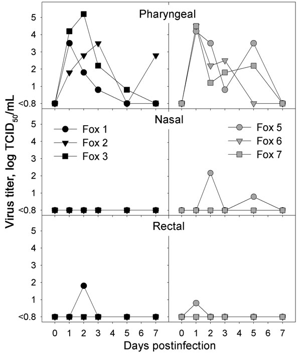 Infectious virus titers obtained from pharyngeal, nasal, and rectal swabs of foxes infected intratracheally with highly pathogenic avian influenza (HPAI) virus (H5N1) (left, black symbols) or fed chicks infected with HPAI virus (H5N1) (right, gray symbols) at various time points after infection. No virus was isolated from any swabs of the negative-control foxes. TCID50, median tissue culture infectious dose.