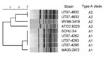Thumbnail of Dendrogram based on PmeI pulsed-field gel electrophoresis (PFGE) patterns of Francisella tularensis type A isolates. The dendrogram was constructed by using Dice similarity coefficients (1.5% optimization and 1.5% tolerance) and unweighted pair group method with averages. Strains WY96–3418, ATCC 6223, SCHU S4, and MA00–2972 were included as known A1 and A2 controls for creation of the dendrogram. Control strains were previously identified as either A1 or A2 by multiple methods including multilocus variable number tandem repeat analysis, PFGE, housekeeping gene sequence analysis, whole genome sequencing, and Indel analysis (1,2,4–7,9).