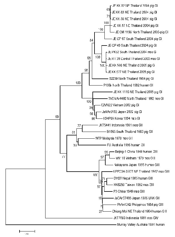 Sequence phylogeny based on E (envelope) gene nucleotide sequence of Japanese encephalitis virus isolates from pigs and mosquito hosts in Thailand during 2003–2005, with reference to other Southeast Asian isolates. Phylogenetic analysis was performed by using nucleotide alignments, the Kimura 2-parameter algorithm (for the calculation of pairwise distances), and the neighbor-joining method (for tree reconstruction), as implemented in MEGA software (9). The tree was rooted within the Japanese encephalitis serogoup by using Murray Valley virus (GenBank accession nos. E1–51). The robustness of branching patterns was tested by 1,000 bootstrap pseudoreplications. Each strain is abbreviated, followed by the country of origin (and the region of origin in Thailand, e.g., NE = northeast) and year of isolation. Bootstrap values are indicated above the major branch; 33 taxa comprised the ingroup, and all taxa were rooted with Murray Valley virus. A unique gap was treated as a "fifth base." The character state optimization was chosen as accelerated transformation. Consistence index 0.572; retention index 0.7528.